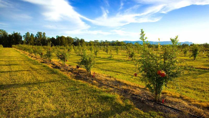 Talga Estate Villa Lovedale Kültér fotó